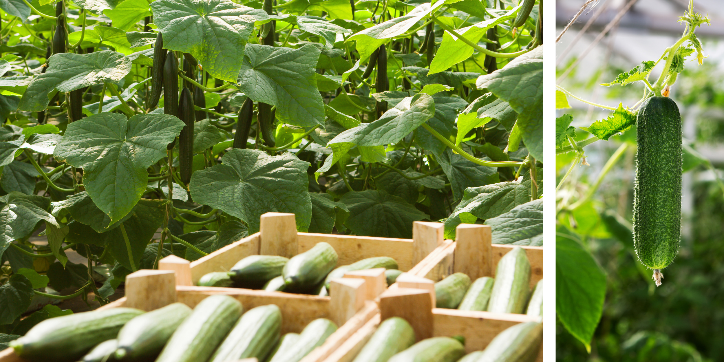 Concombres cultivés en serre