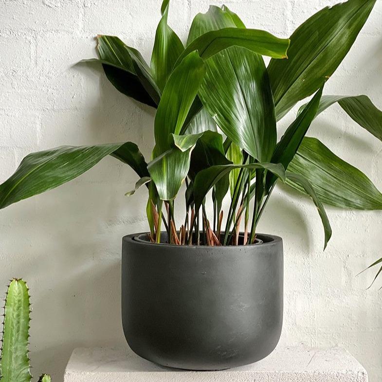 Cast-iron Plant (Aspidistra elatior) – THE PLANT SOCIETY