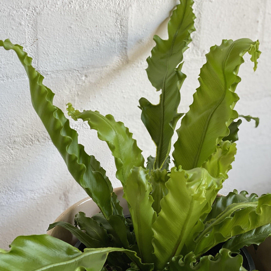 Bird's Nest Fern (Asplenium nidus 'Osaka') – THE PLANT SOCIETY