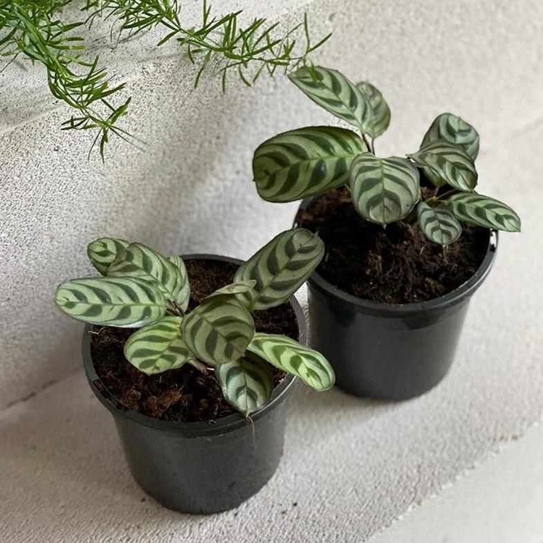 Fishbone Prayer Plant (Ctenanthe burle-marxii) | The Plant Society