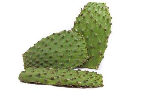 Image of Cactus Leaves