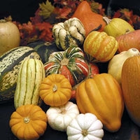 Image of Winter Squashes