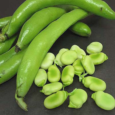 Image of fresh fava beans