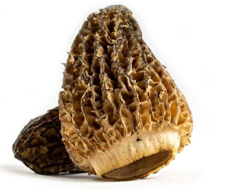 Image of Morel Mushrooms