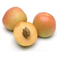 Image of apricots