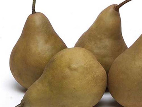 Organic Bartlett Pears — Melissas Produce