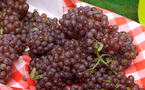 Image of Champagne Grapes