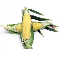 Image of Corn