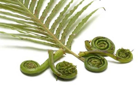 Image of Fiddlehead Ferns