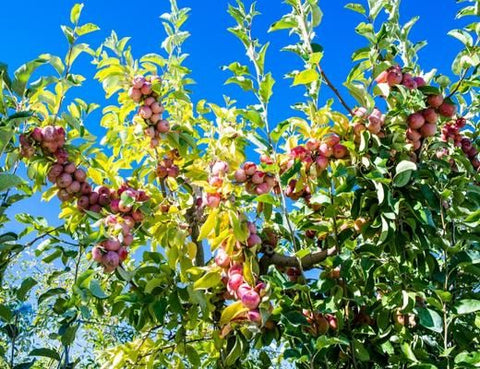 Image of Cuyama Apple Custards