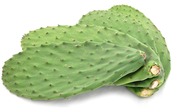 Image of Cactus Leaves
