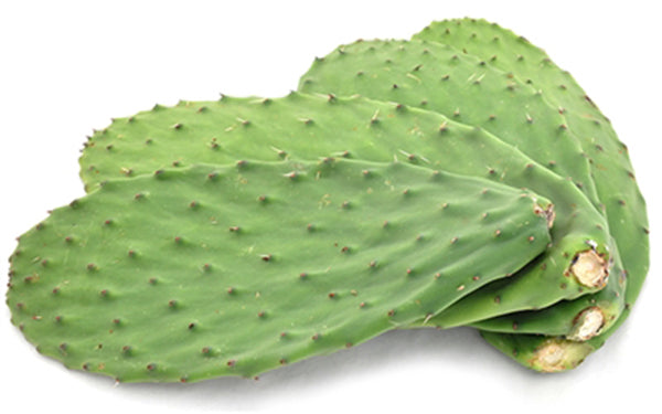 Cactus Leaves