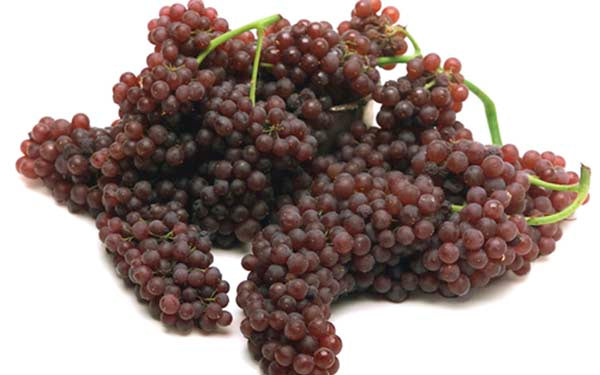 Champagne Grapes