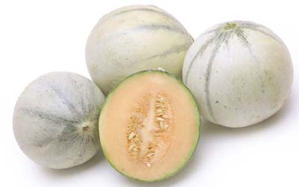 Charentias Melons