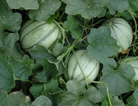 Image of melons in field