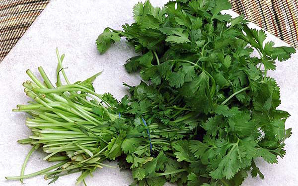 Cilantro