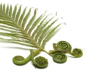 Image of Fiddlehead Ferns