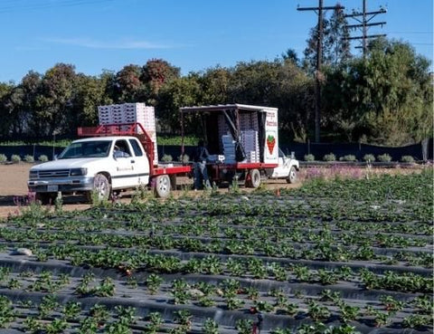 Image of Field Image 3 Strawberries