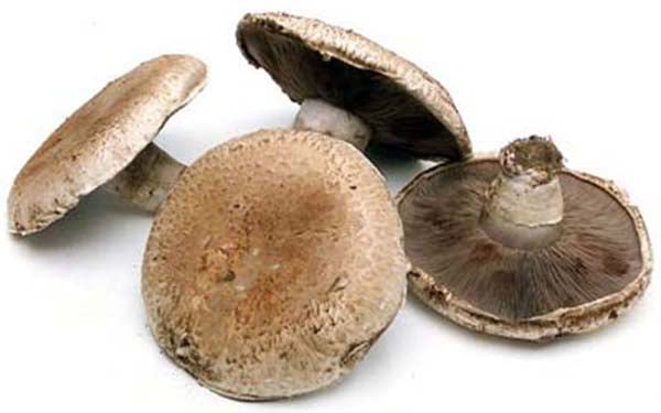 Image of Portobello Mushrooms