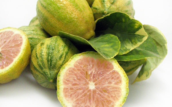Variegated Pink Lemons 