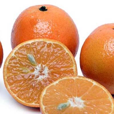 algerian tangerine clementine