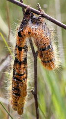 Exploding Zombie Caterpillars Discovered in English Countryside