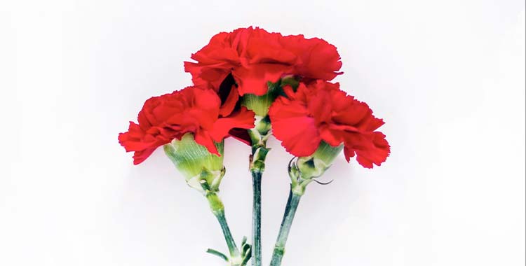 flores perfectas para un aniversario - rojas