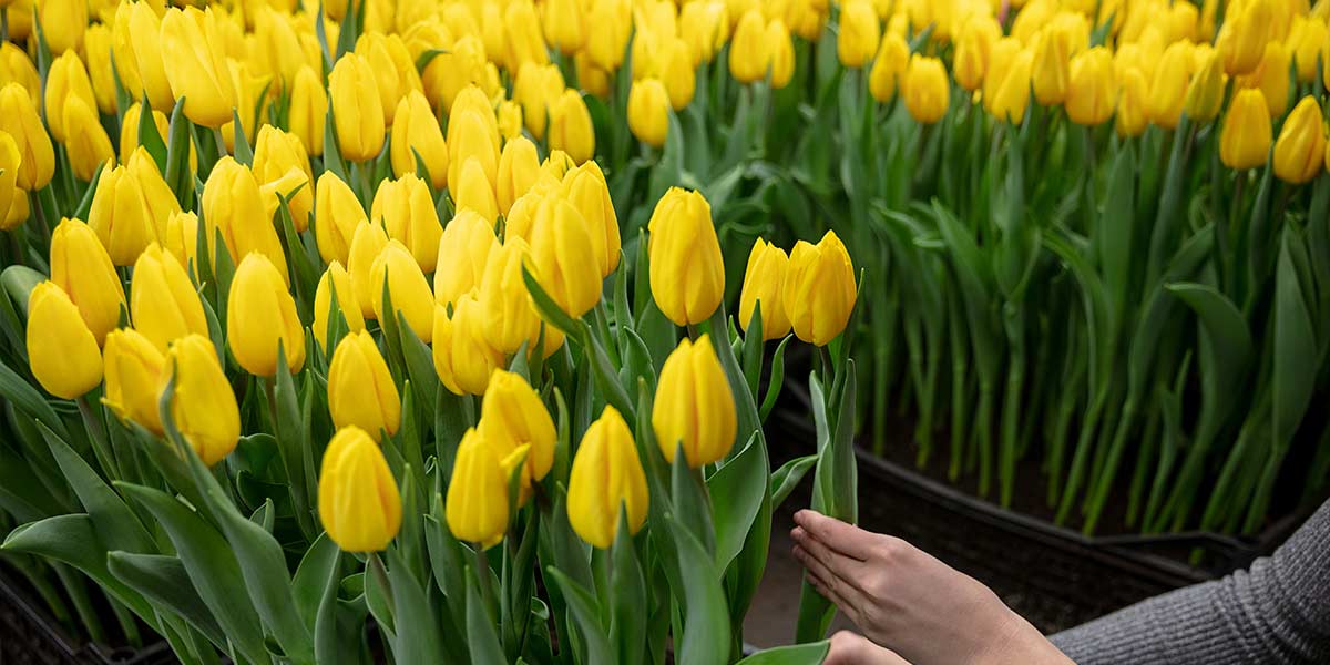 jardinería con tulipanes - variedad en color amarillo 