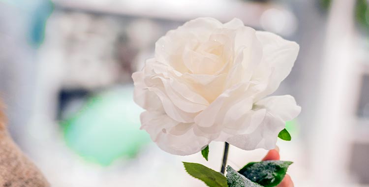 El significado de las rosas blancas -  natural