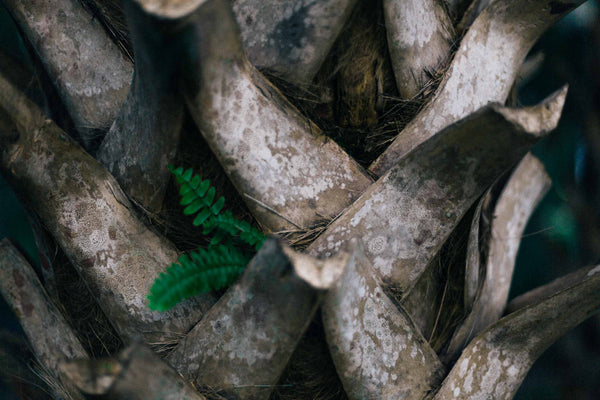 arcane supply co palm tree closeup portrait 50mm f1.4 canon 5d mark ii