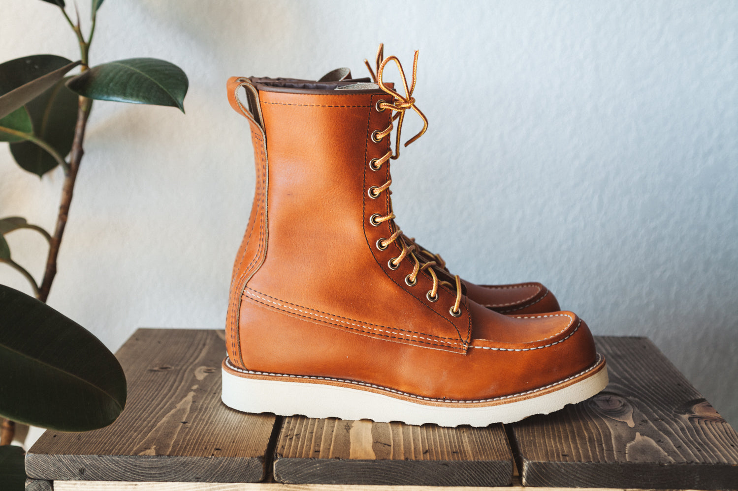 redwing 81