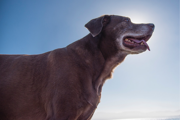 Happy, Older Dog Enjoying Sunlight