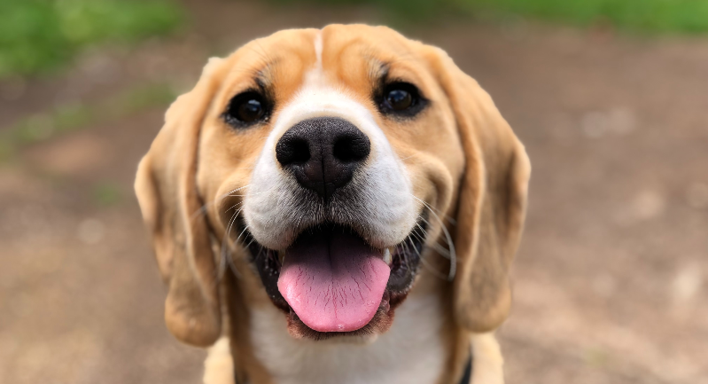 Friendly gold and white dog smiling at the camera | Best Natural Pets