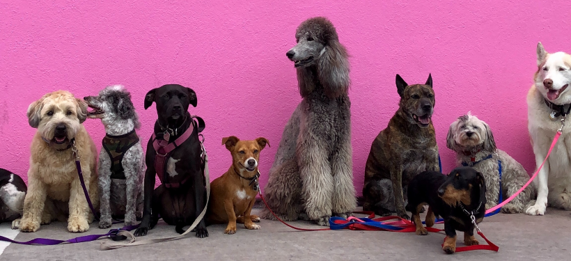 Multiple breeds of dogs against a hot pink background | Best Natural Pets