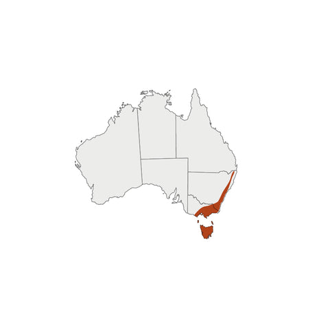 Distribution map for Mountain Pepperleaf