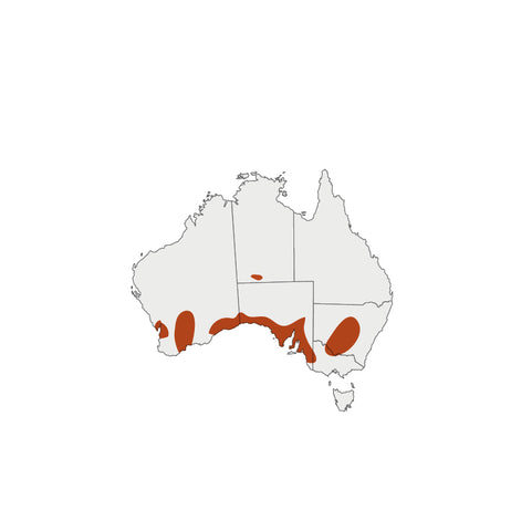 Distribution map for Quandong