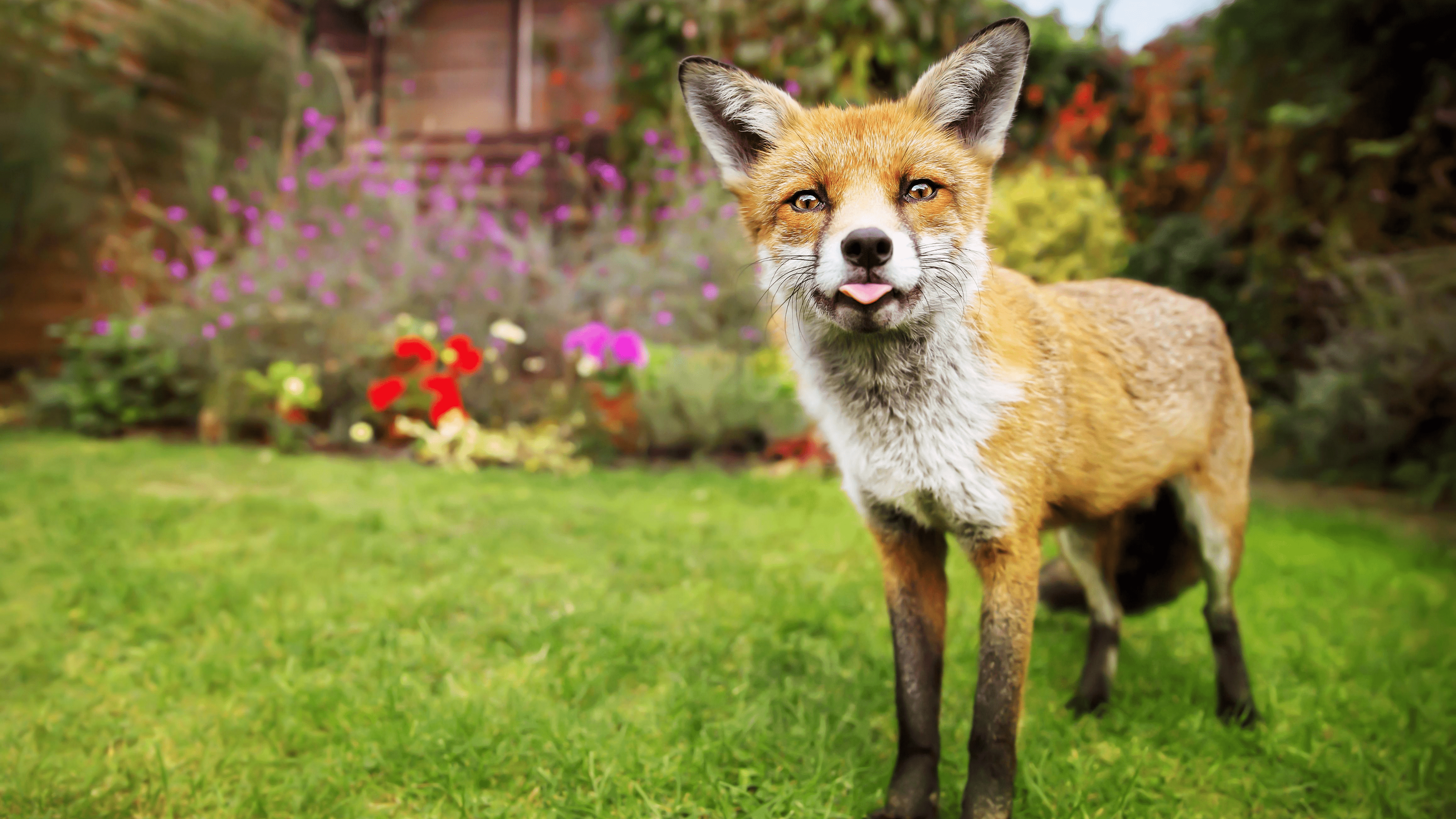 Peut On Avoir Un Renard De Compagnie Malin Renard