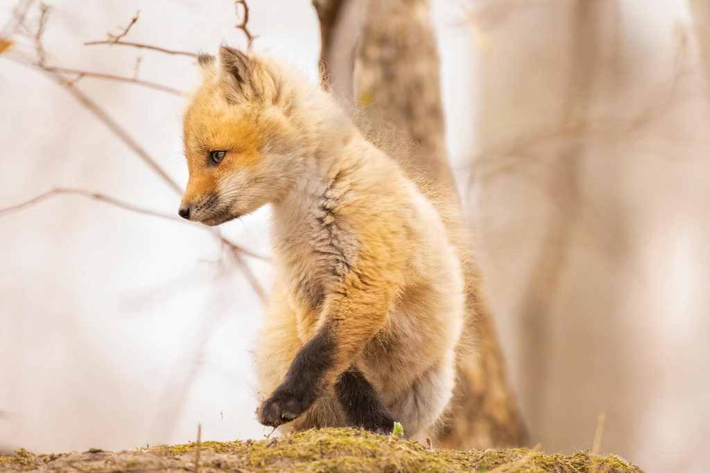 Tout Savoir Sur Le Bebe Renard Malin Renard