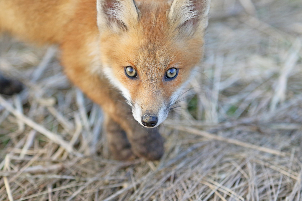 Tout Savoir Sur Le Bebe Renard Malin Renard