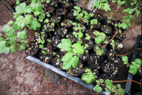 Picture of saplings in nursery