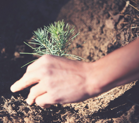 Hand putting down a sapling into the ground