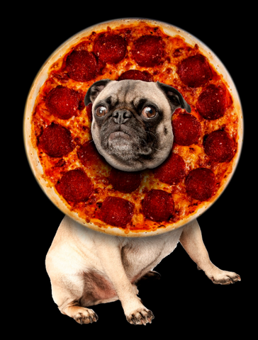 Confused pug with a pizza halo around his head