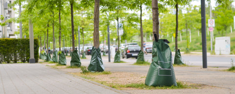 Tree irrigation city of Düsseldorf tree alley
