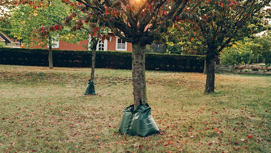 Alberi con sacchi per l'irrigazione