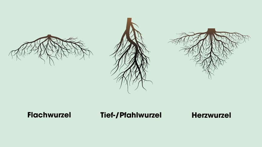 Baumwurzeln - die unterschiedlichen Wurzeltypen