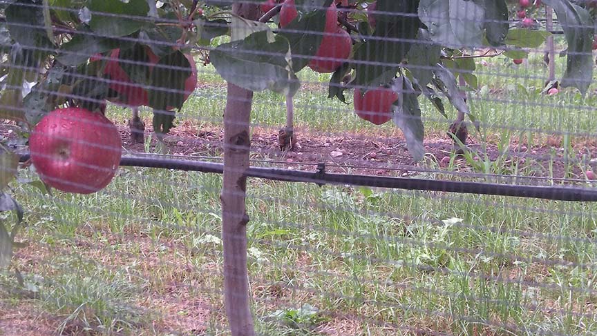 Irrigazione di meli in frutticoltura agricola tramite irrigazione a goccia