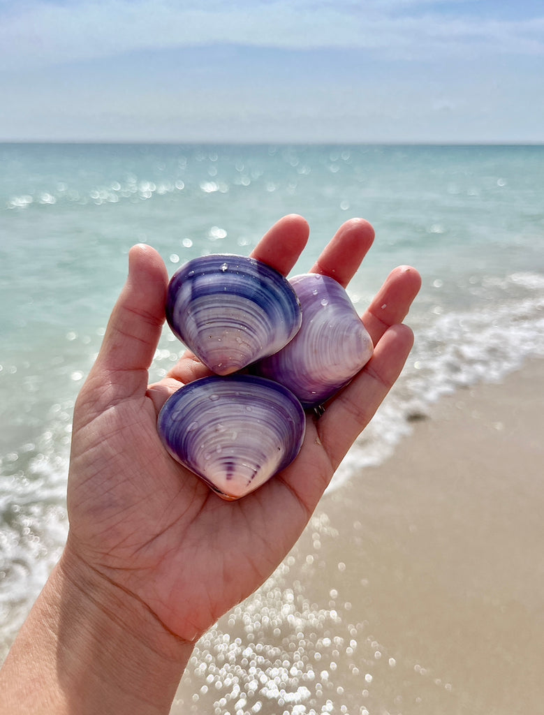 Andrea Naylor Seashells hold power