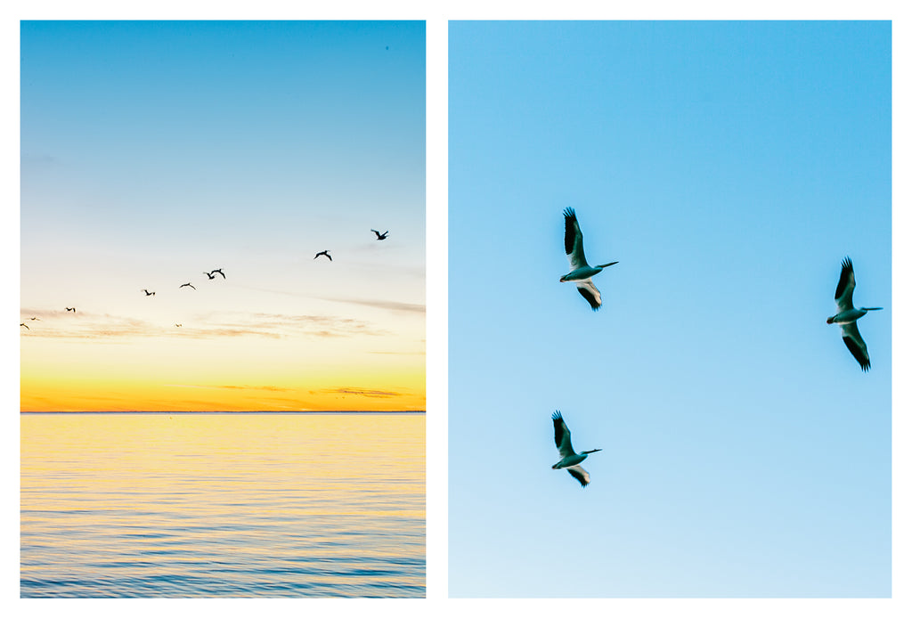 The Pelican Gallery Door County Wisconsin Pelicans at Sunset