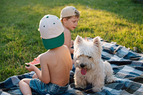 Pet-Friendly Rugs