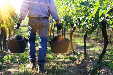 Hand harvest of Pinot Noir and Pinot Gris grapes